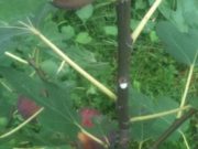 Fiku dhe dobitë e tij shëndetësore