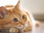 Kujdesi për macen shkak i shërimit të Nënës time