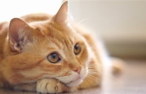 Kujdesi për macen shkak i shërimit të Nënës time