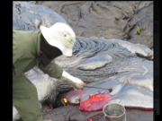 Llava e vullkanit siç nuk e keni parë (VIDEO)