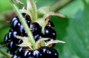 Manaferrat përmirësojnë shikimin