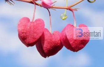 Urtësitë e martesës