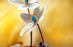 Musa Alejhi Selam Dhe Shoku i Tij Ne Xhennet