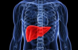 Mëlçia, këshilla dhe njohuri të përgjithshme