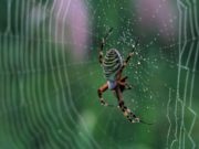 Një studim shkencor mbi ajetet e marimangës