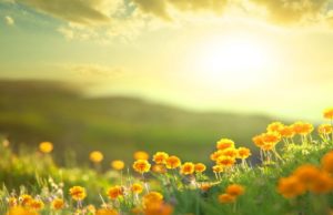 Shkenca Rreth Zogjeve te Korbit