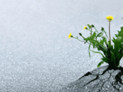 Më së pari ziliqarin e vret zilia e tij