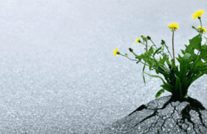 Më së pari ziliqarin e vret zilia e tij