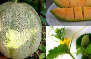 Cucumis melo (pjepri) – Fruti anti-stres (relaksues për organizmin)