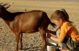 Qumeshti i dhisë – Për shkak të vlerave te larta medicinale që posedon konsiderohen ndër ushqimet më të shëndetshme në botë
