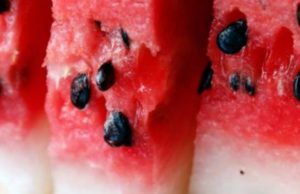 Ja kura që nuk e keni ditur. Farat e shalqirit shërojnë sëmundjen më të përhapur të momentit