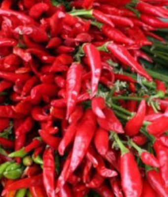 Specat djegës mund të ndihmojnë në vrasjen e qelizave të kancerit