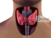 11 simptoma të cilat tregojnë që GJËNDRAT TIROIDE nuk punojnë si duhet dhe që ngadalë krijojnë rrezik për ju