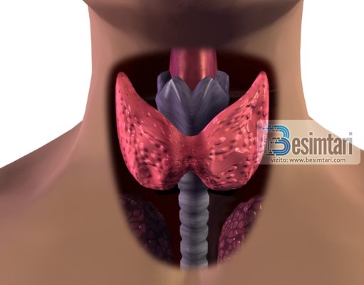 11 simptoma të cilat tregojnë që GJËNDRAT TIROIDE nuk punojnë si duhet dhe që ngadalë krijojnë rrezik për ju