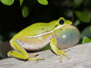 Kam dëgjuar se është haram mbytja e bretkosave, pse? –