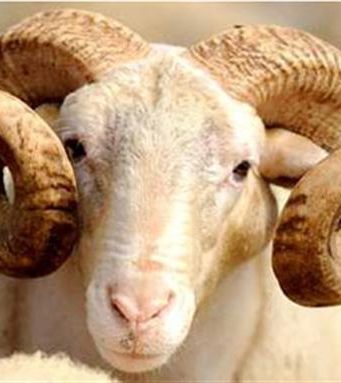 4 kushtet e therjes së Kurbanit –