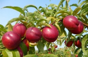 A lejohet ngrënia e pemëve të huaja në një vend të lënë të shkret? –