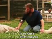 Kafshët E Kurbanit Qetësohen Kur Përmendet Emri I Allahut !