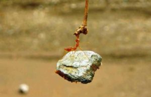 A E DI CILA ËSHTË NDËR KRIJESAT MË TË FUQISHME NË UNIVERS ?