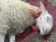 Pse toka nuk e thith gjakun e kurbanit , a nuk është i lëngshëm?