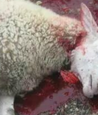 Pse toka nuk e thith gjakun e kurbanit , a nuk është i lëngshëm?