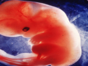 Fjala e profetit Muhamed alejhi selam se si krijohet njeriu