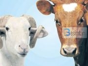 Cila është dispozita e therjes së Kurbanit, dhe nëse është obligim, atëherë kush e ka obligim!?