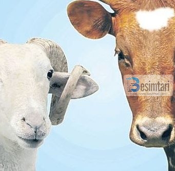 Cila është dispozita e therjes së Kurbanit, dhe nëse është obligim, atëherë kush e ka obligim!?