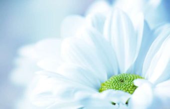 SHKAQET E SHTIMIT TË IMANIT