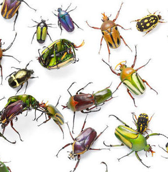 Gjykimi islam rreth mbytjes së insekteve –