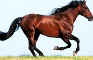 Kujdes shiko A është i lejuar Mishi i Kalit në Islam? –