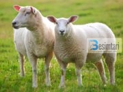 PREJ KUR ËSHTË BËRË KURBAN BAJRAMI PROBLEM PËR NJË FAMILJE!!