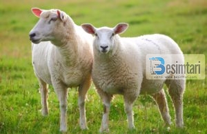 PREJ KUR ËSHTË BËRË KURBAN BAJRAMI PROBLEM PËR NJË FAMILJE!!