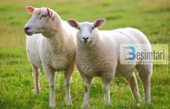 PREJ KUR ËSHTË BËRË KURBAN BAJRAMI PROBLEM PËR NJË FAMILJE!!