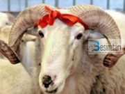 Akti prekës në Peqin, familja e varfër i dhuron fqinjit të pasur qingj për Kurban Bajram por çfarë ndodhi më pas?