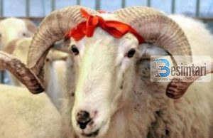 Akti prekës në Peqin, familja e varfër i dhuron fqinjit të pasur qingj për Kurban Bajram por çfarë ndodhi më pas?