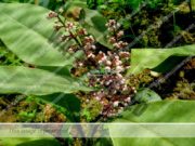 Labisia pumila; Mbështetës natyral i shëndetit të grave