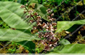 Labisia pumila; Mbështetës natyral i shëndetit të grave