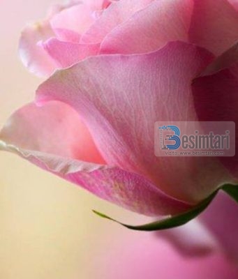 SI SILLEJ I DËRGUARI I ALLAHUT, LAVDIA DHE PAQJA E ALLAHUT QOFSHIN MBI TË, ME GRATË E VETA