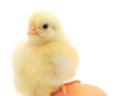 Shkenca e vërtetoi këtë që e tha Aliu