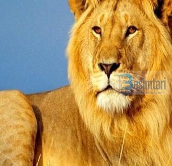 DYNJAJA DHE SHEMBULLI I NJERIUT QË IKTE NGA LUANI