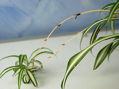 Spider plant (Chlorophytum)