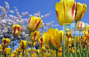 “Lësho ujë në kopshtin e filanit.”