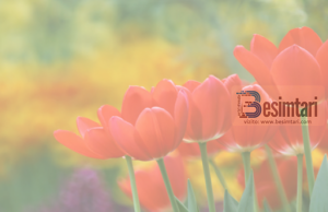 MOS U MËRZIT, ALLAHU ËSHTË ME TY