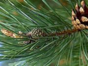 Për çka është i mirë çaji i pishave?