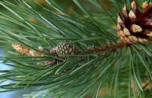 Për çka është i mirë çaji i pishave?