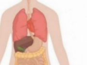 7 ushqimet që do ju rrafshojnë barkun