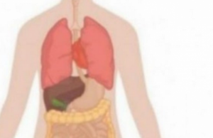 7 ushqimet që do ju rrafshojnë barkun