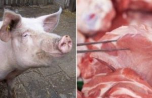 Shkencëtarët: Stop verës dhe mishit të derrit