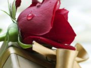 MESAZH MOTRAVE TË CILAT NUK KANË FËMIJË, APO NUK JANË MARTUAR, APO JANË SHKURORËZUAR